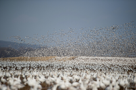 seagulls photo