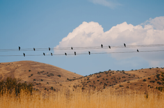 wires photo